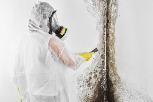 Best Attic Mold Removal  in Laurel, DE