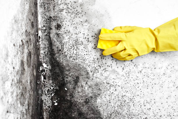 Best Same-Day Mold Removal  in Laurel, DE