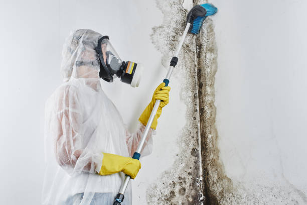 Best Home Mold Removal  in Laurel, DE