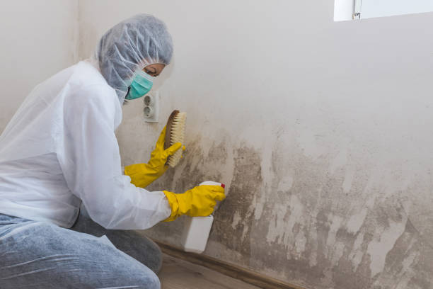 Best Crawl Space Mold Removal  in Laurel, DE