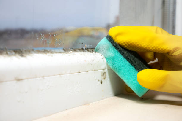 Best Commercial Mold Removal  in Laurel, DE