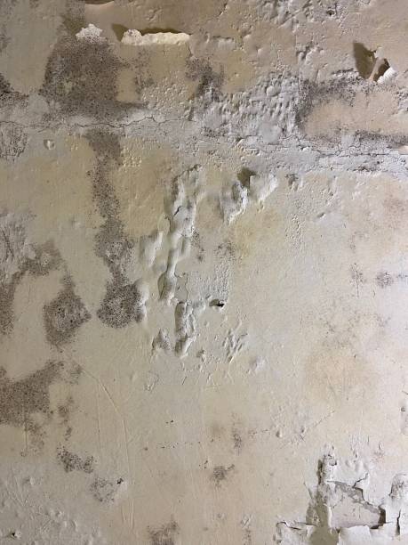 Best Black Mold Removal  in Laurel, DE