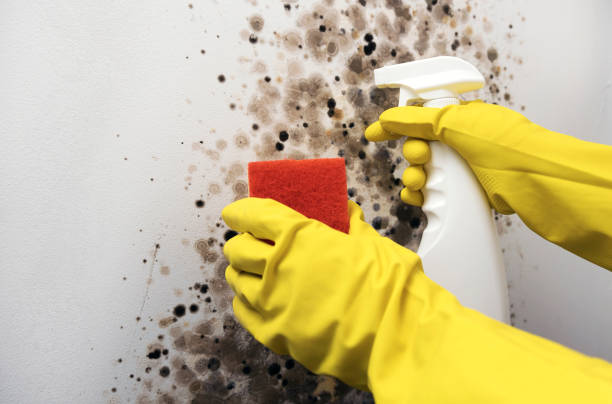 Best Mold Testing  in Laurel, DE