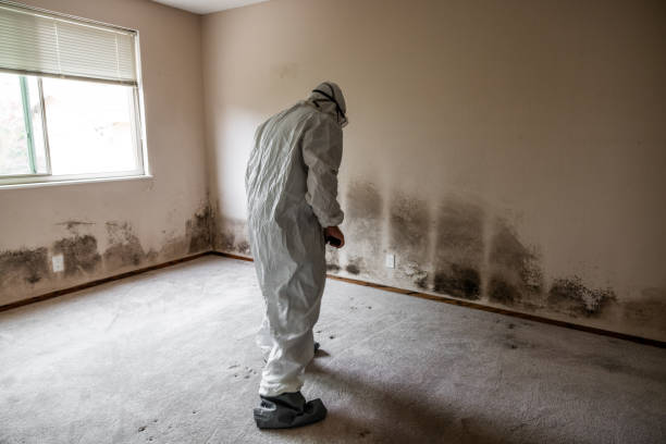 Best Mold Damage Repair  in Laurel, DE