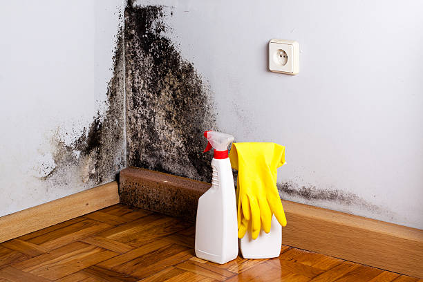 Mold Removal and Inspection in Laurel, DE