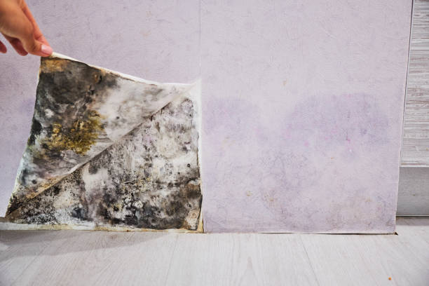 Best Same-Day Mold Removal  in Laurel, DE
